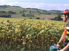 An enormous field of sunflowers on the approach to Penthalaz, 43.6 miles into the ride